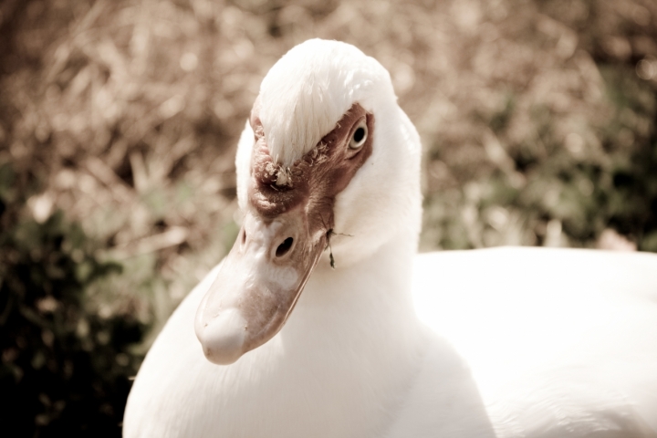 Sguardo sincero di The_Cold_White_Light