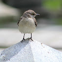 Northern Mockingbird