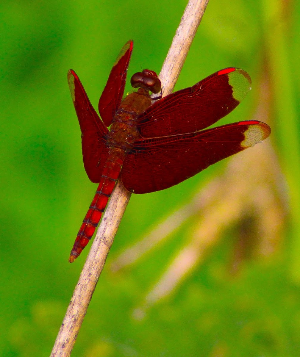 Fulvous forest skimmer