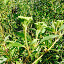 Red-Osier Dogwood