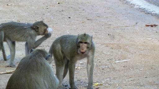 Monkey Morning in Cambodia 2016