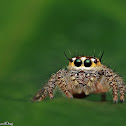 Jumping Spider