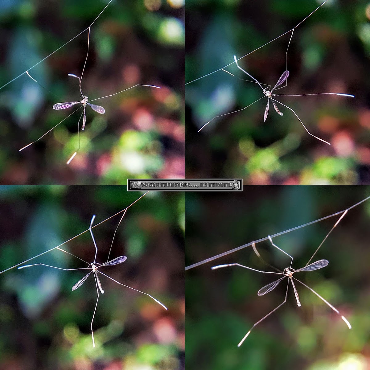 Pygmy Phantom Crane-fly