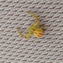 Yellow Crab Spider