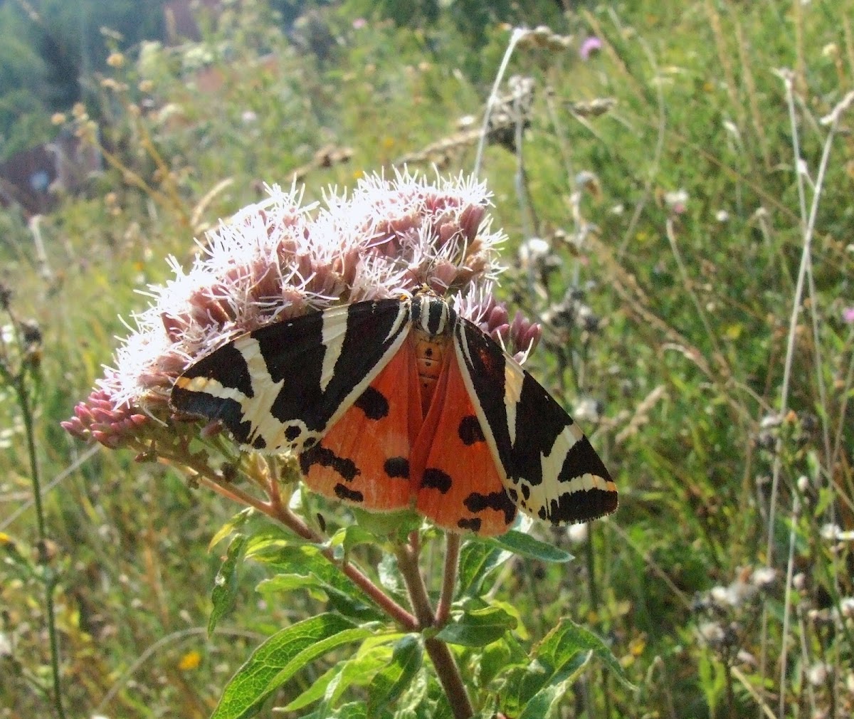 Jersey Tiger