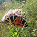 Jersey Tiger