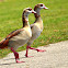 Egyptian Goose