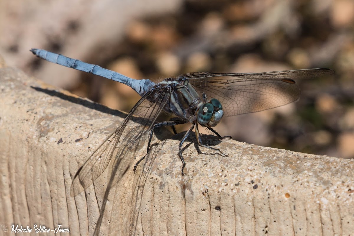 Epaulet Skimmer