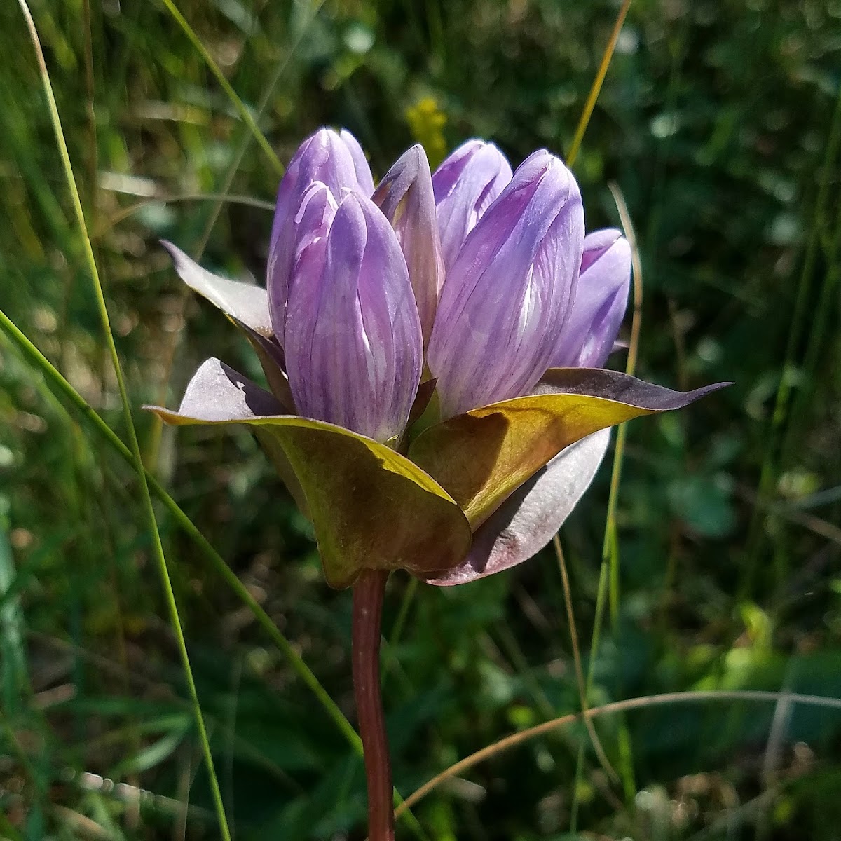 Great Lakes Gentian