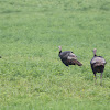 Wild Turkeys