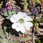 White flower