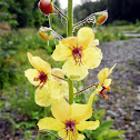 Moth Mullein