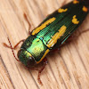 Red-legged Buprestis