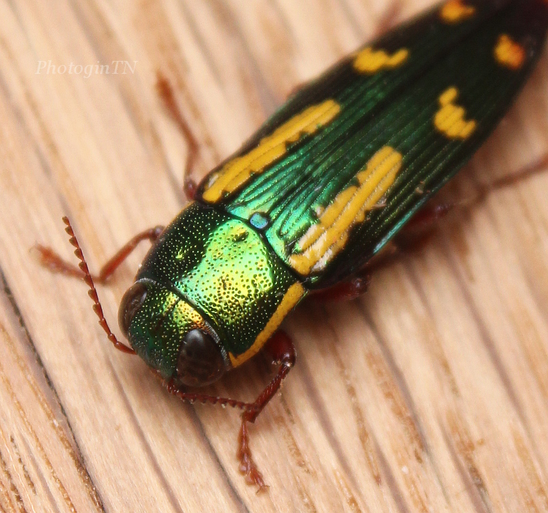 Red-legged Buprestis