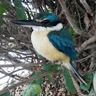 Sacred Kingfisher (male)