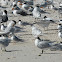 Royal Tern