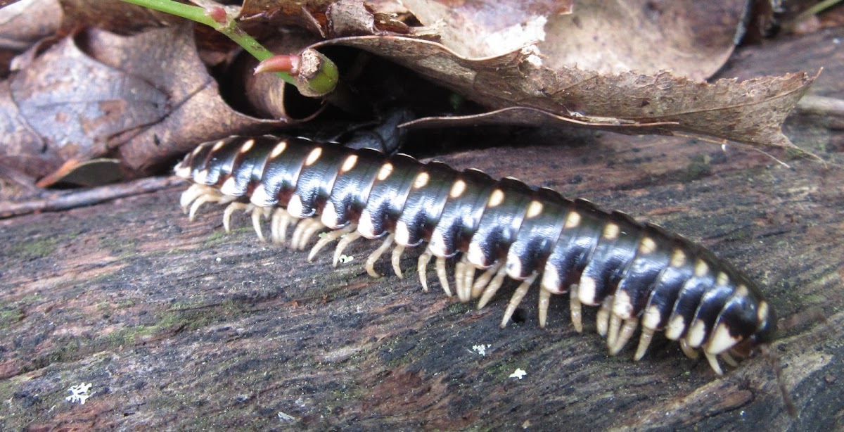 Flat-backed Millipede