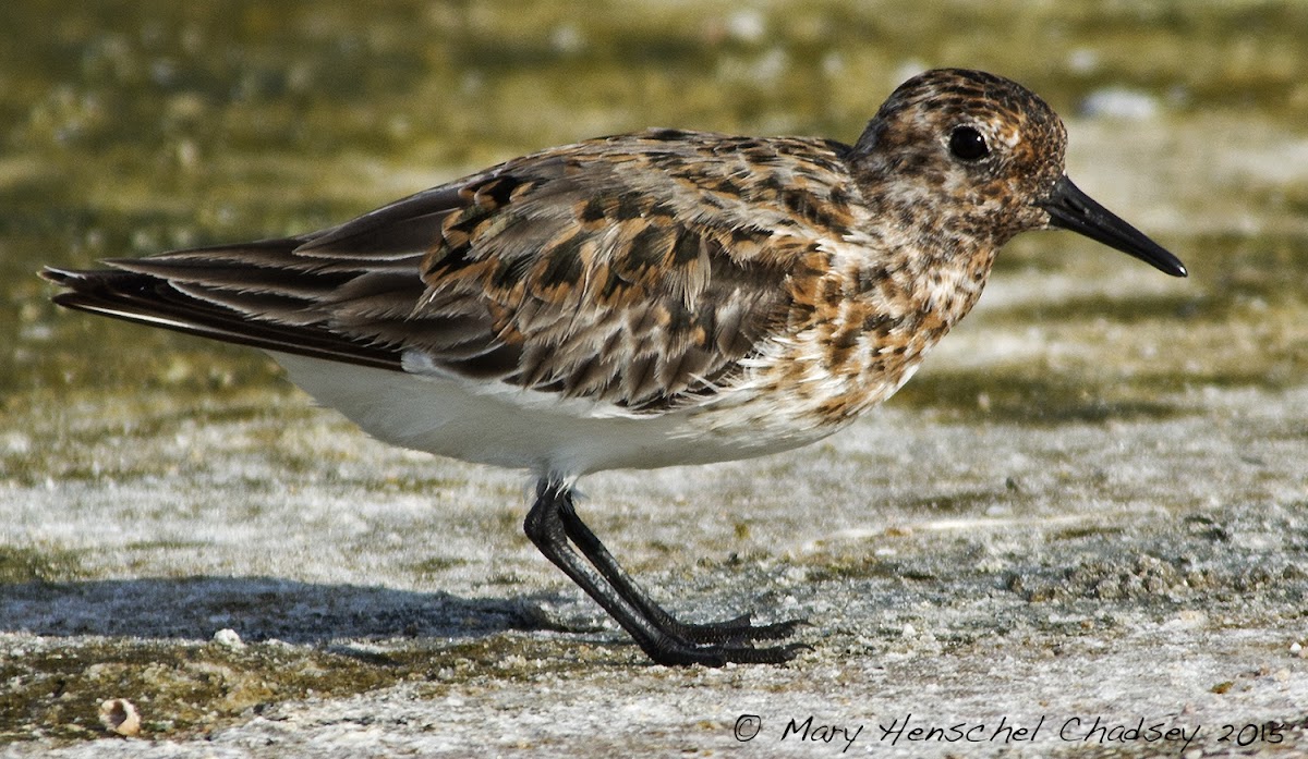 Sanderling