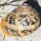 Roman Snail