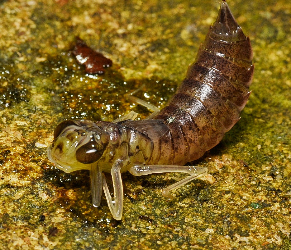 Dragonfly nymph