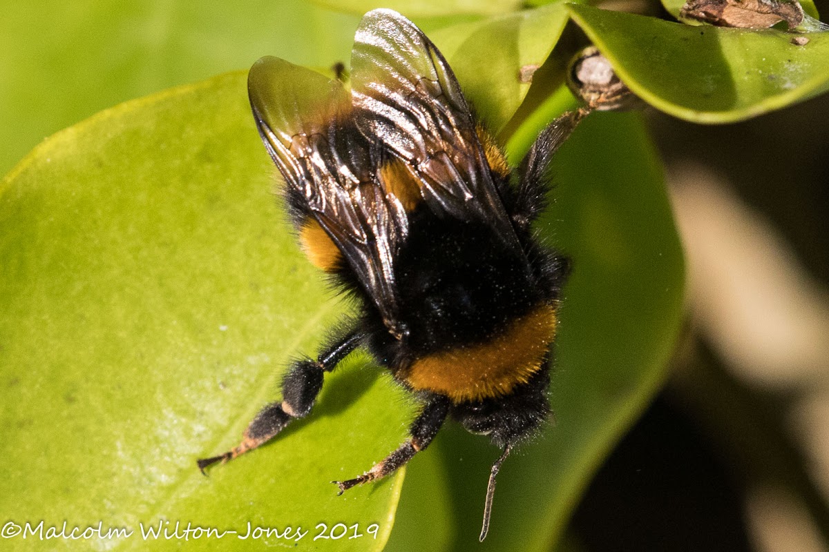 Buff-tailed Bumble Bee