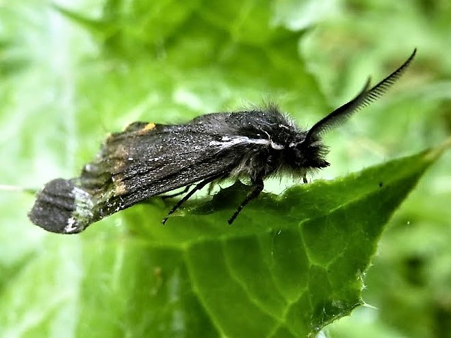 Tiger moth