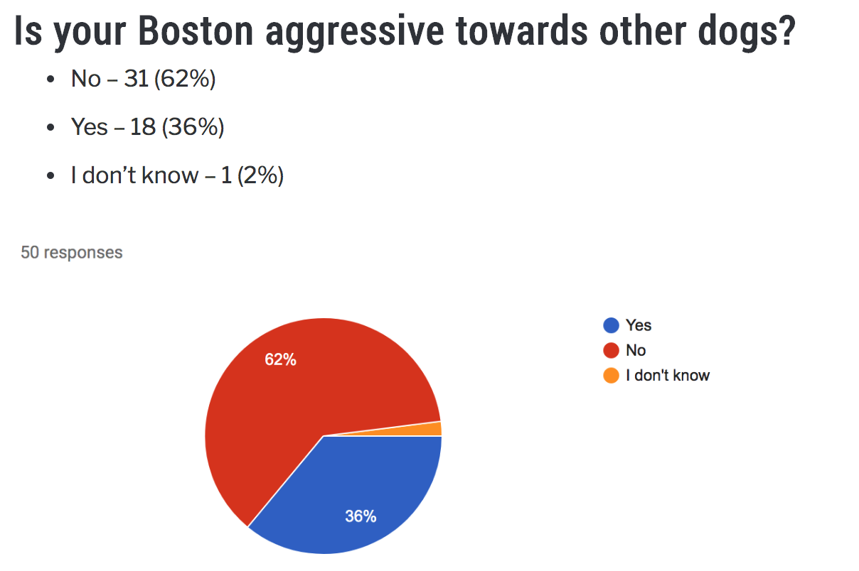 Are Boston Terriers Aggressive toward other dogs? Boston Terrier Society