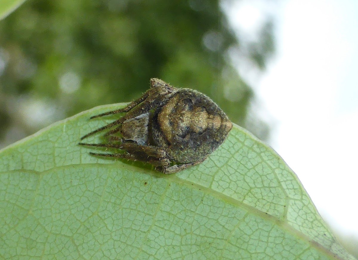 Orb Weaver