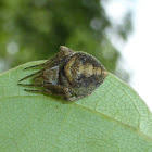 Orb Weaver