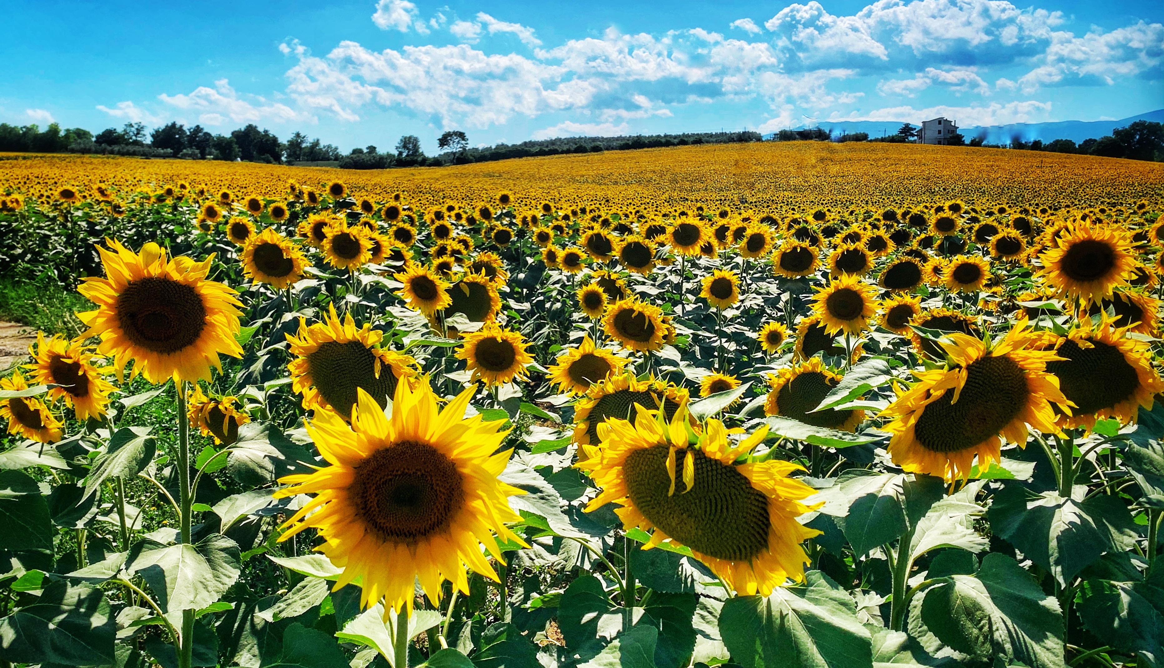 Campo di girasoli in Abruzzo di Angeleyes