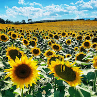 Campo di girasoli in Abruzzo di 