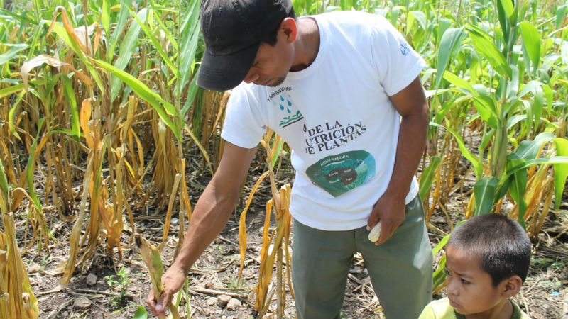 To face climate change, Guatemalan farmers change their ways - Devex