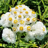 Western pearly everlasting