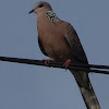 Pearl-Necked Dove