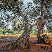 Natura sinuosa di 