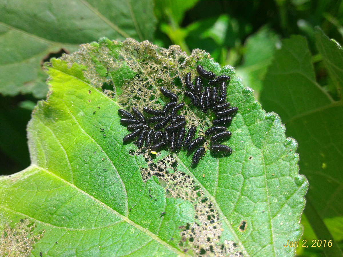 Alder Leaf Beetle (larvae)