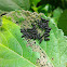 Alder Leaf Beetle (larvae)