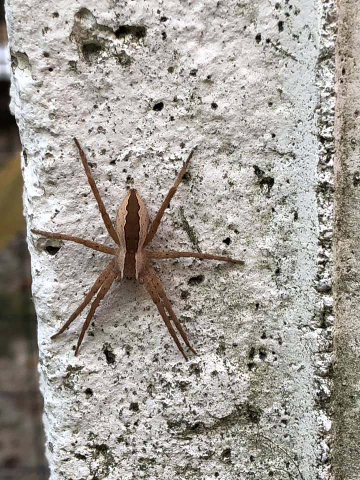 Nursery Web Spider