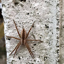 Nursery Web Spider