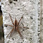 Nursery Web Spider