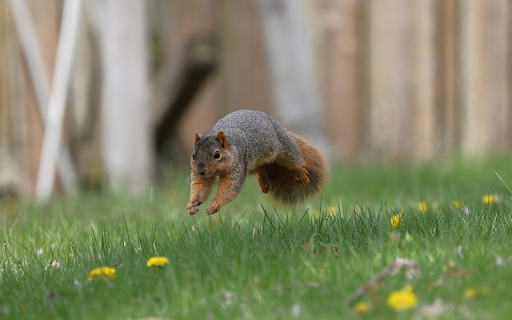 Jumping Squirrel screenshot 1