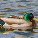 Mallard Duck