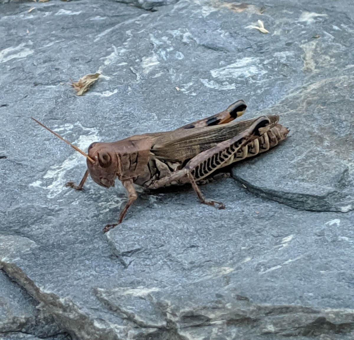 Differential Grasshopper