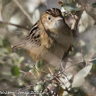 Zitting Cisticola