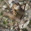 Zitting Cisticola