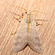 Banded Tussock Moth