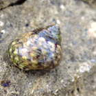 Sea snail