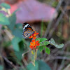 plain tiger butterfly