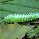 Common Sawfly Larva