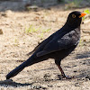 Blackbird; Mirlo Común